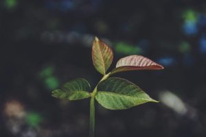 Comment fonctionne la sanctification ?