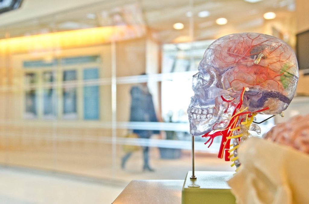 Le cerveau : en quête de survie, ou de vérité ?