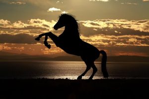cheval_et_son_ecuyer_narnia_2e884c3fea