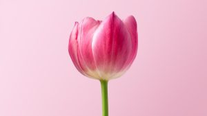 Le calvinisme « TULIP » selon John Piper