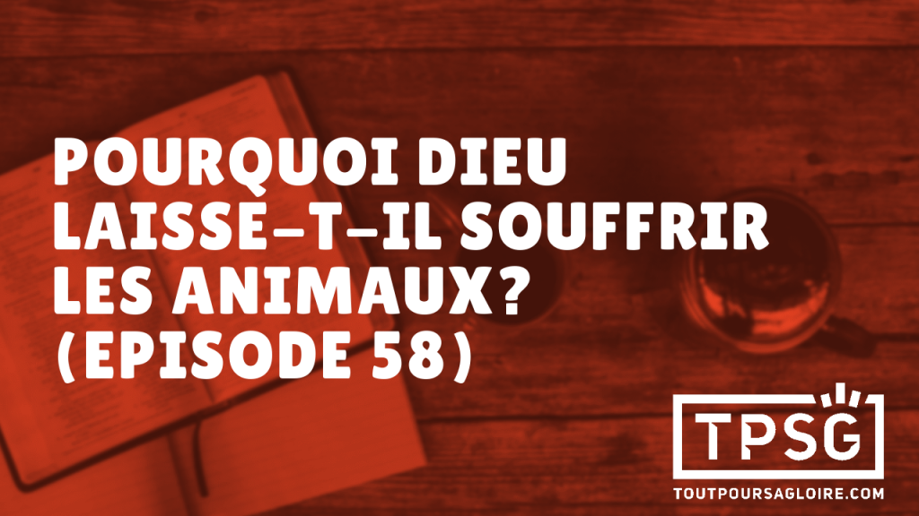 Pourquoi Dieu laisse-t-il souffrir les animaux ? (Épisode 58)