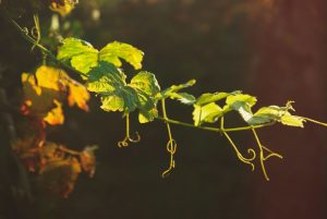 flor_saurina_m_HLH_Sn4gtno_unsplash_0d53b1cd1c