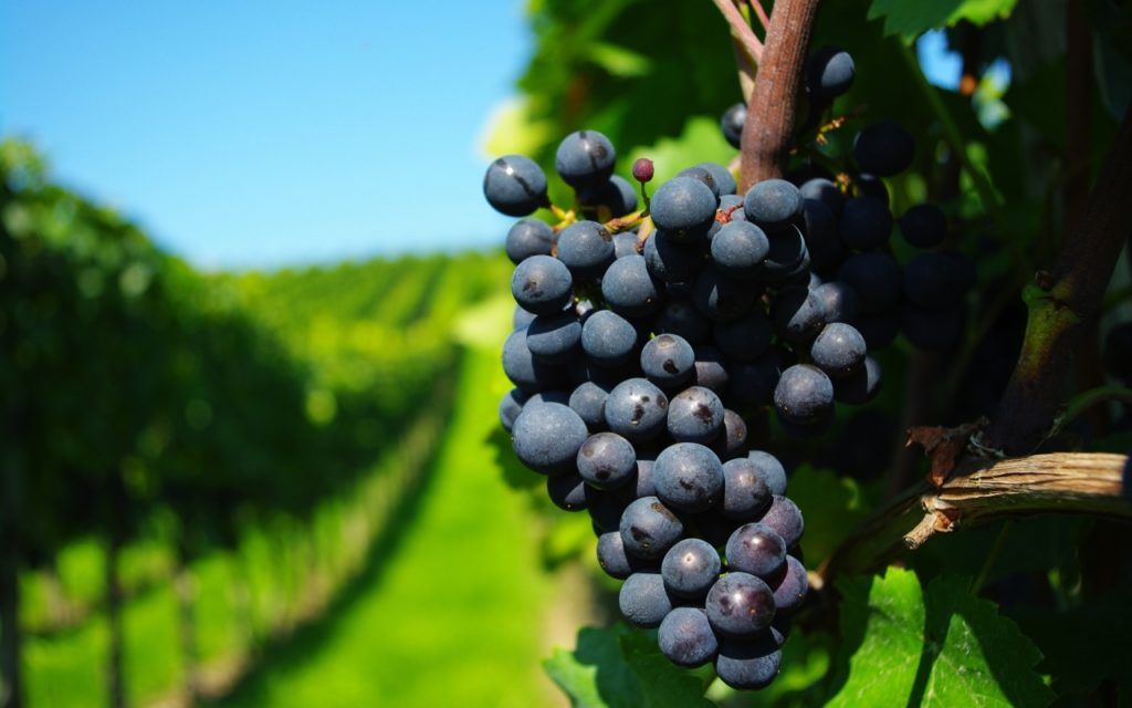 « Porter de bons fruits » ça veut dire quoi ?