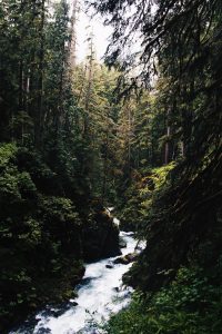 Into The Wild : que révèle notre quête de liberté ?