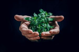 Le chrétien et la pensée écologiste