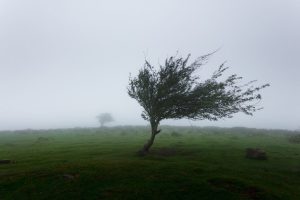 Ce que mon grand-père m’a appris au pied d’un arbre