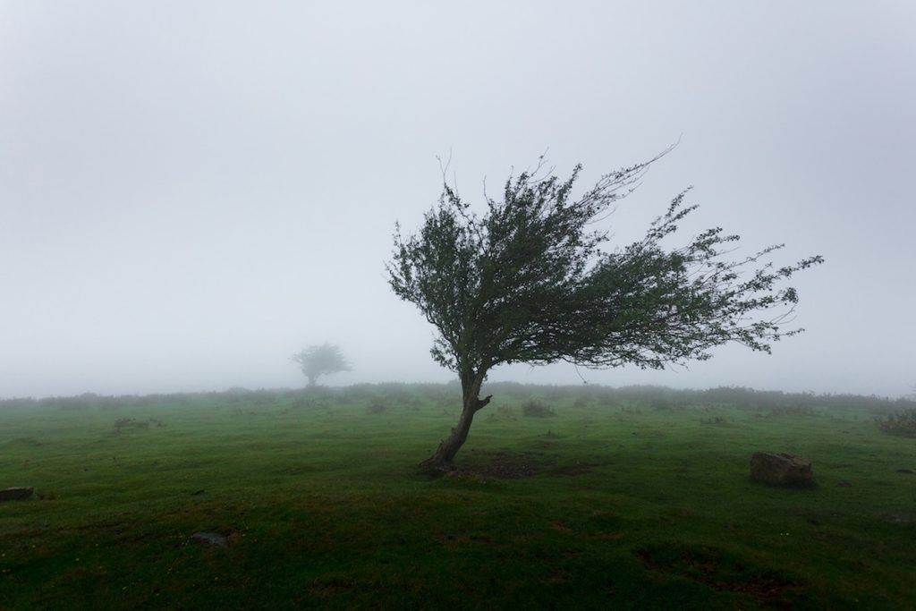 Ce que mon grand-père m’a appris au pied d’un arbre