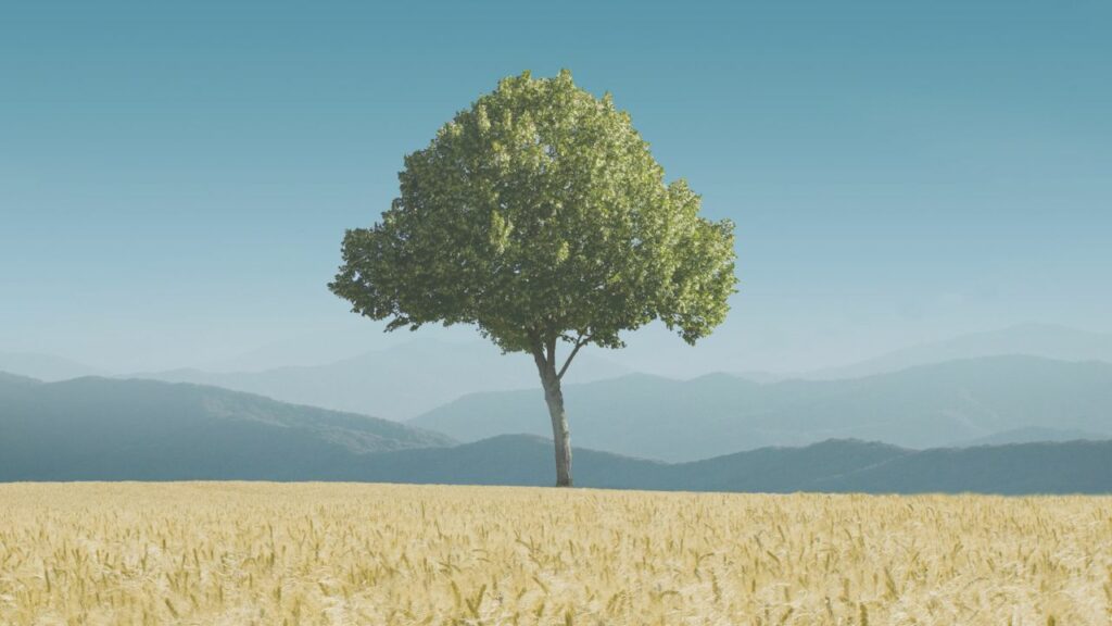 Psaume 1 – L’arbre planté et la paille dissipée
