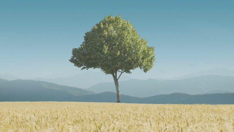 Psaume 1 – L’arbre planté et la paille dissipée