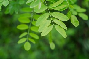 Doit-on se préoccuper de l’écologie ?