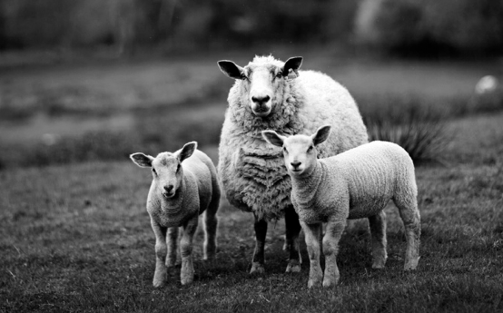 5 petits mots scandaleux et glorieux dans le psaume 23