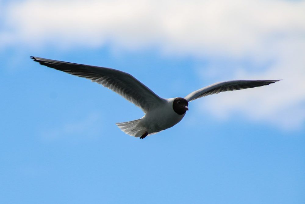 L’Évangile qui donne des ailes
