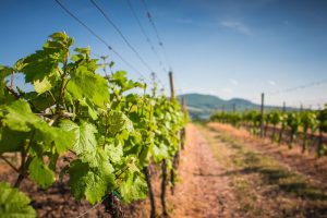 L’essentiel dans l’Église : apprendre de la vigne et de son treillis