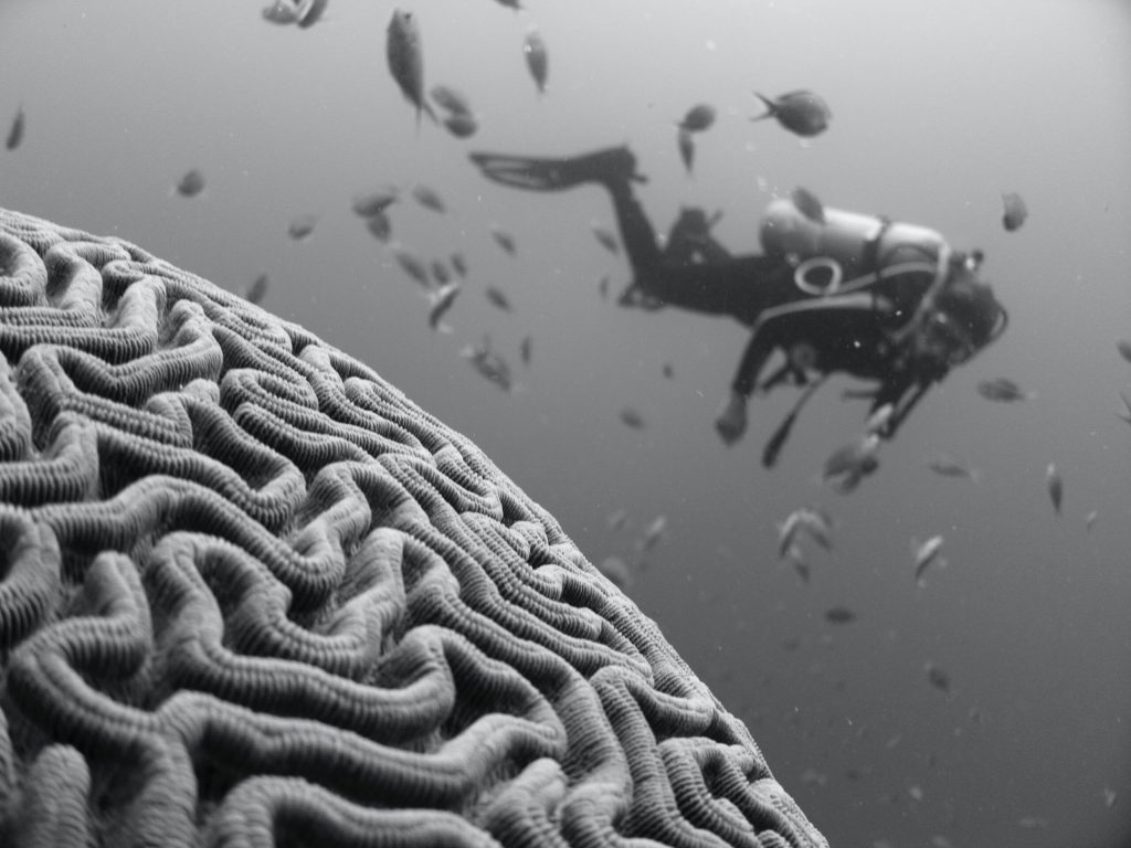 Biais cognitifs : notre cerveau n’est pas un prétexte pour pécher !