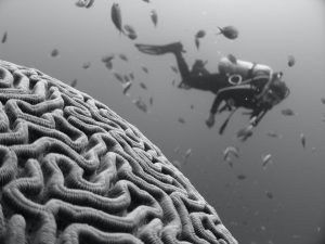 Biais cognitifs : notre cerveau n’est pas un prétexte pour pécher !